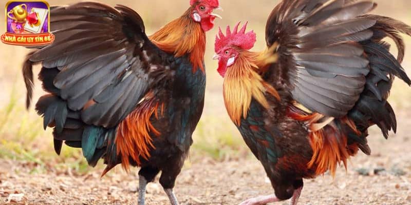 Cách chăm sóc gà sau khi đá về