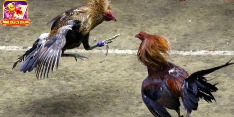 Cách chăm sóc gà sau khi đá về