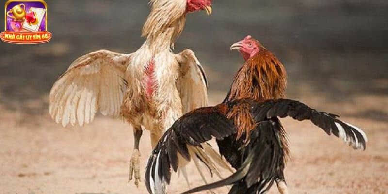 Cách chăm sóc gà sau khi đá về