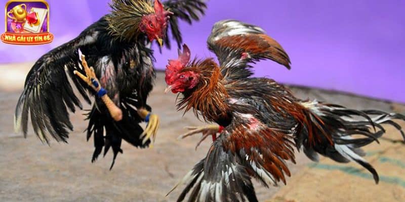 Đá gà Thái Lan trực tiếp