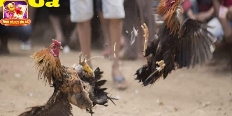 Đá gà Thái Lan trực tiếp