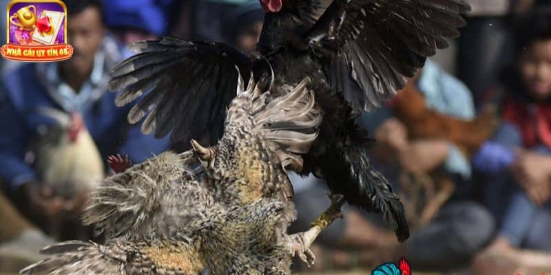 đá gà trực tiếp bình luận