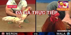 Sơ nét hình thức đá gà cựa sắt Campuchia