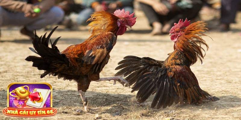 Điều hấp dẫn ở đá gà mạng là gì?