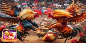 Mẹo chơi đá gà mạng giúp anh em chiến thắng