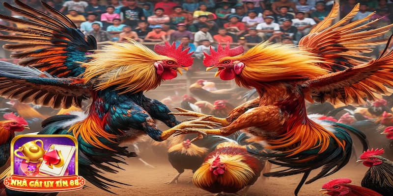 Mẹo chơi đá gà mạng giúp anh em chiến thắng