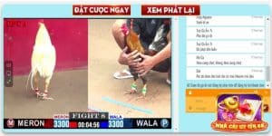 Giới thiệu về hình thức đá gà trực tiếp bình luận viên