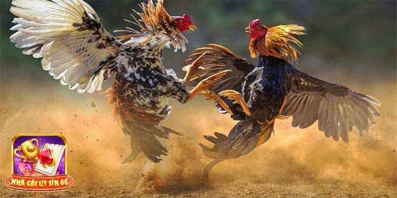 Xem được đá gà trực tiếp bình luận viên ở đâu?