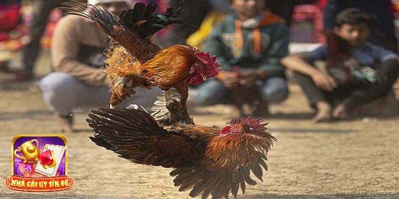 Hướng dẫn xem chuẩn màu mạng gà đá