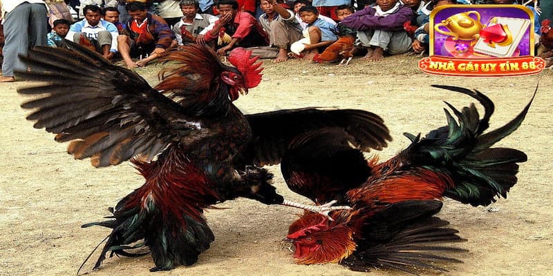 Những lưu ý thông tin khi xem màu mạng gà đá