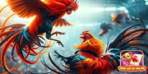 Kinh nghiệm đá gà trực tiếp Thomo chuẩn xác