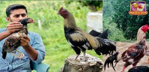 Trực tiếp đá gà tre