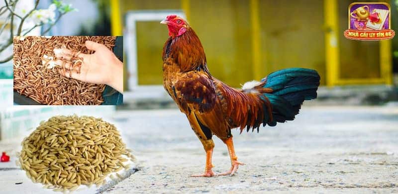 Tổ chức đá gà