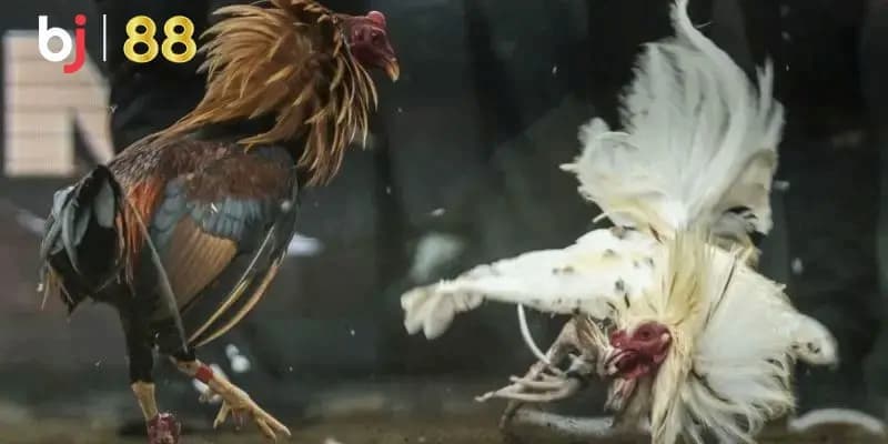 BJ88 - Điểm Đến Lý Tưởng Cho Mọi Cuộc Chơi Cá Cược 4 Sảnh cược đá gà xanh chín